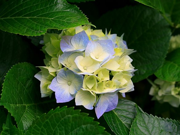 Hydrangeas - Copy (2).jpg