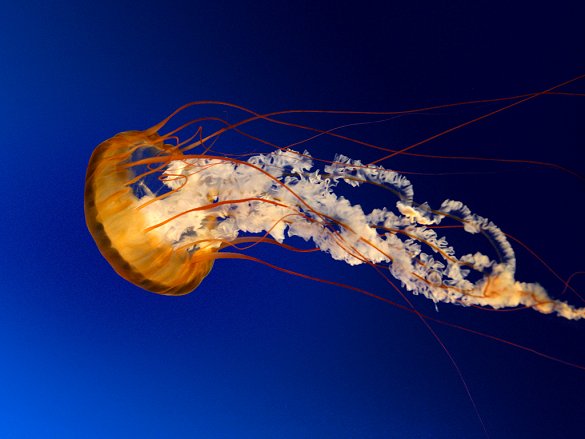 Jellyfish - Copy.jpg