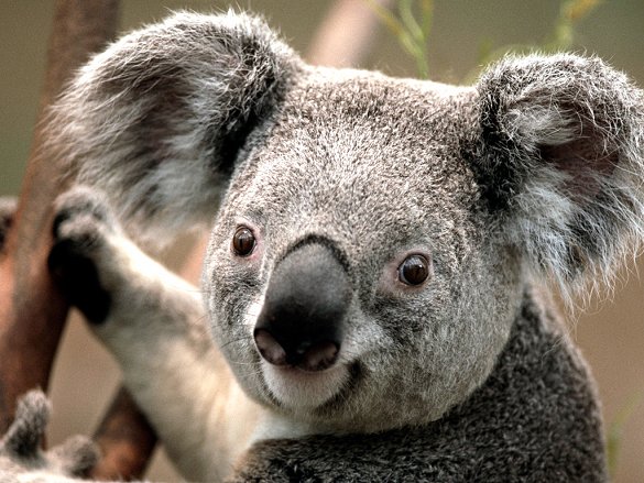 Koala - Copy - Copy.jpg